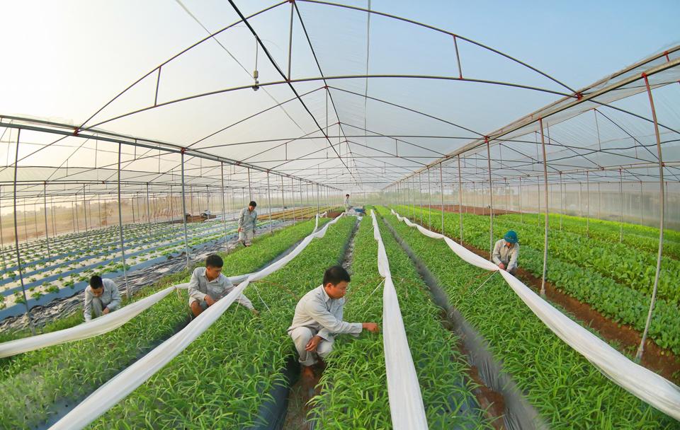 Vietnam's agricultural production is being innovated in a sustainable and environmentally friendly direction