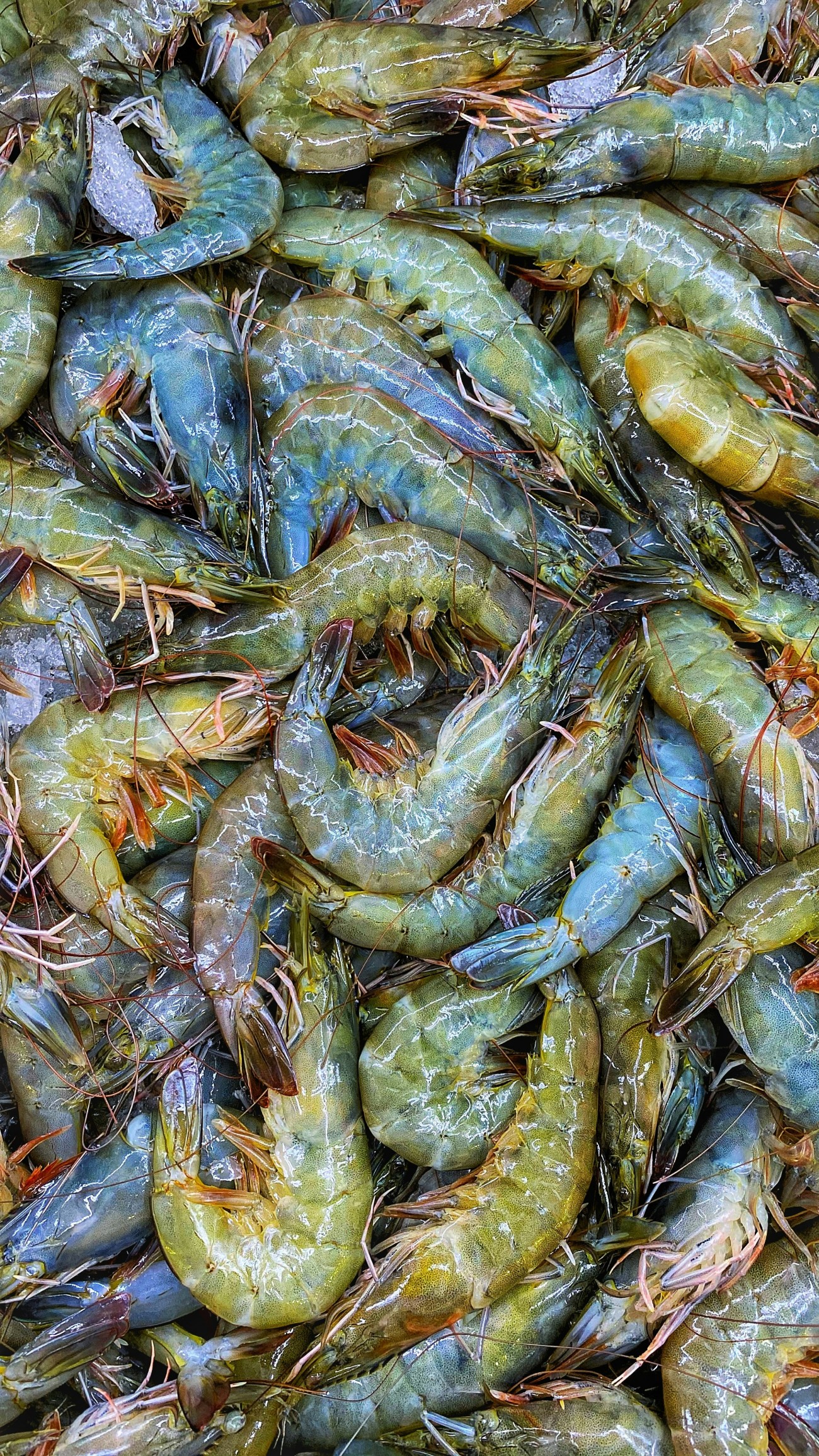 Vietnam seafood export factory