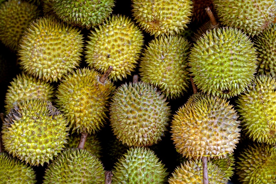 Fresh Vietnamese durian prepared for export
