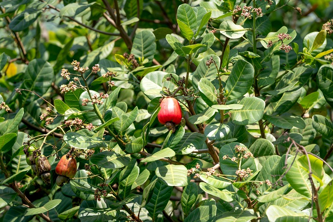 cashew fruit and cashew nut growing on tree in Vietnam