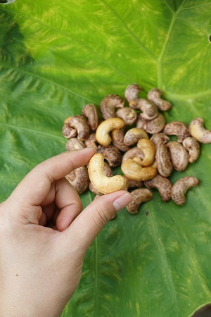 Vietnamese cashew kernels prepared for export