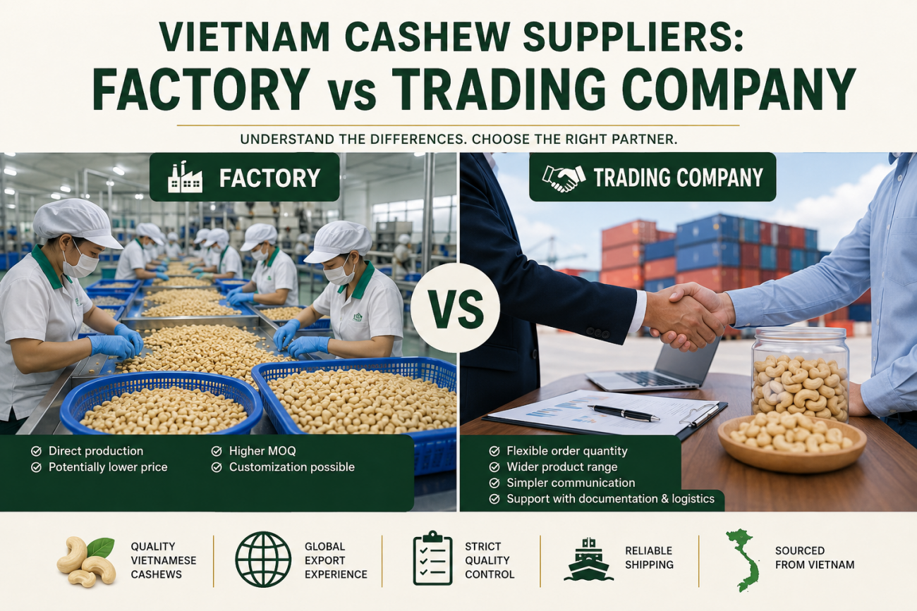 Vietnam cashew suppliers comparison between factory and trading company for international buyers