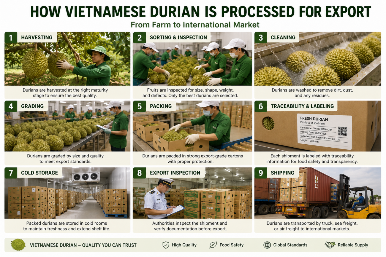 Workers sorting and packing Vietnamese durian for export