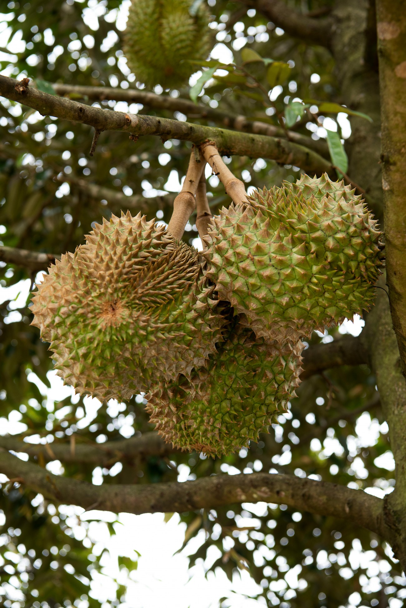 ri6 durian vietnam export quality