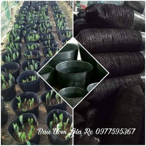 Chuyên Sản Xuất Kinh Doanh Bầu Ươm Cây