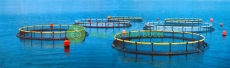 Lồng nuôi cá