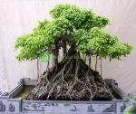 Cây Sanh bonsai