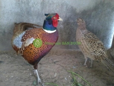 bán chim trĩ thịt giá rẽ tại tphcm