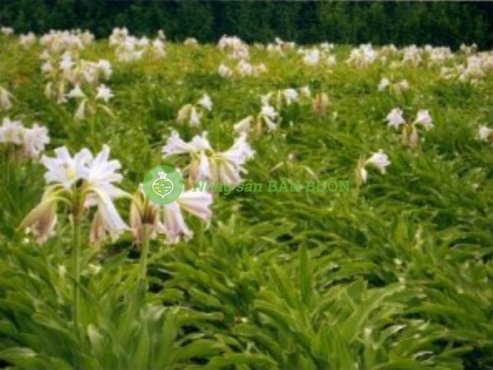 Cao khô trinh nữ hoàng cung – Crinum latifolium L. extract