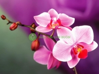 Ý nghĩa về màu sắc của hoa lan 