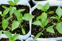 Kỹ thuật ươm hạt giúp đạt tỉ lệ nảy mầm cao trong trồng trọt