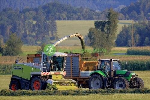 Vietnam’s Agricultural Exports in 2025: Products Gaining Global Momentum