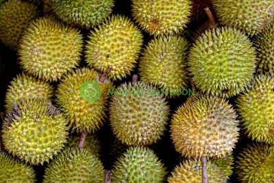 Vietnam Durian Supplier – Fresh Durian Export from Vietnam