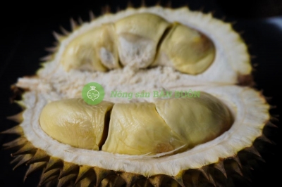 Ri6 Durian Supplier in Vietnam – Fresh Ri6 Durian for Export