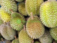 Monthong Durian Supplier in Vietnam – Fresh Monthong Durian for Export