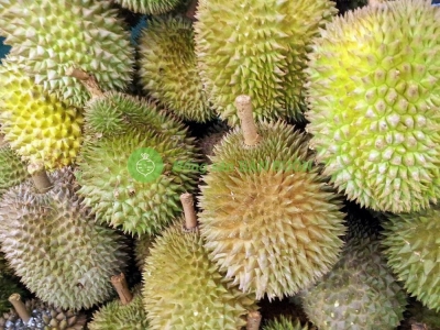 Monthong Durian Supplier in Vietnam – Fresh Monthong Durian for Export