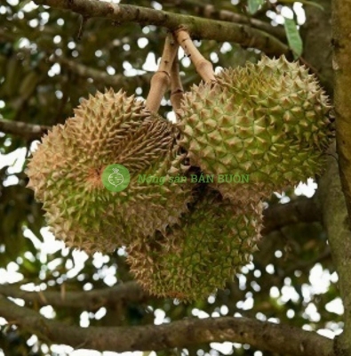 Vietnam Durian Export Price – Latest Durian Price from Vietnam (2026 Update)
