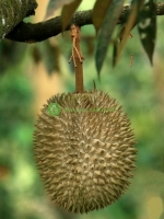 Durian in Vietnam: Varieties, Harvest Season, Export and Market Overview