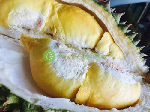 How to Choose a Good Durian: Signs of Fresh and High-Quality Fruit