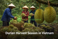 Mùa sầu riêng ở Việt Nam: thu hoạch tháng mấy? (2026)