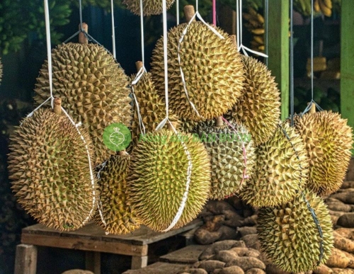 Cách vận chuyển sầu riêng không bị hư: từ vườn đến tay người mua