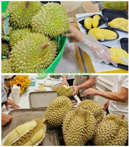 Ri6 vs Monthong: So sánh chi tiết 2 giống sầu riêng phổ biến