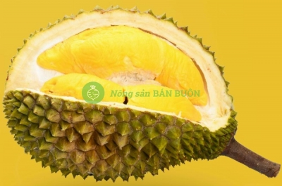 Tại sao sầu riêng có mùi nồng? Giải thích khoa học về mùi sầu riêng