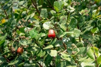 Vietnam Cashew Nuts: Export Overview 2026