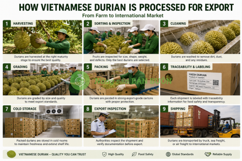 How Vietnamese Durian Is Processed for Export
