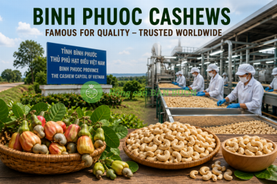 Why Binh Phuoc Cashews Are Famous Worldwide