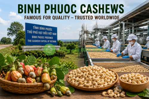 Why Binh Phuoc Cashews Are Famous Worldwide