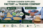 Vietnam Cashew Suppliers: Factory vs Trading Company