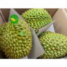 Fresh Durian from Vietnam | Export Supply