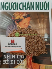 HẠT LÚA MỲ