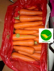 Cà rốt tươi vikafoods