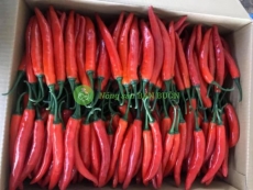 Horn Chili Data Vietnam Export “Ớt Sừng tươi Đà Lạt phân phối sỉ xuất khẩu”
