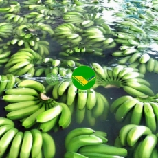 Chuối tươi vikafoods