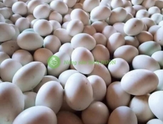 Trứng vịt