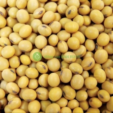 ĐẬU NÀNH Mỹ, Capuchia