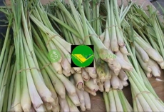Sả tươi vikafoods