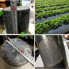 Màng Phủ Châu Anh 1.6m x 400m – Công Nghệ Nhật Bản, Nilon Phủ Đất Chống Cỏ, Bảo Vệ Cây Trồng