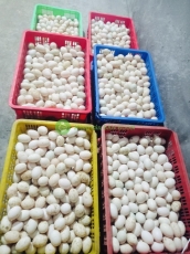 Trứng vịt tươi