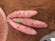 sale rẻ lang mật củ to để nướng, quá ngon