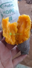 Khoai Lang Mật Đà Lạt-size trung 1 ký từ 7 đến 9 củ