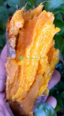 1 ký khoai lang mật loại trung siêu mật (7-9 củ 1 ký)