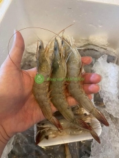 Tôm thẻ tươi đông lạnh size từ 30-40/kg