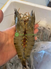 Tôm sú tươi đông lạnh size 28-30C/kg