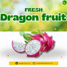Thanh long tươi vikafoods