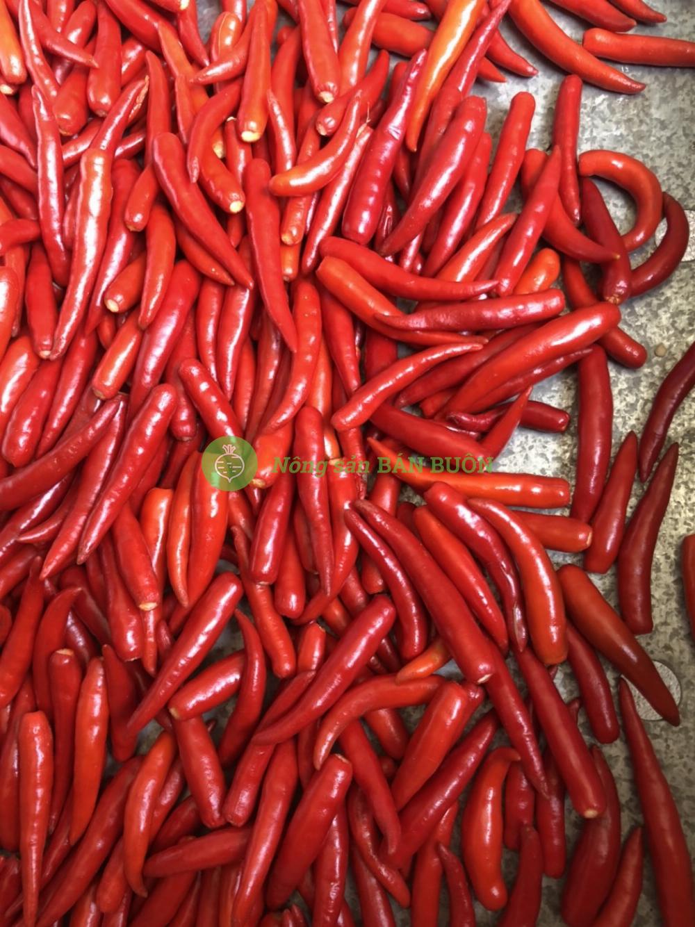 Frozen Hot Chilli Peppers for Export from Vietnam to Foreign Countries